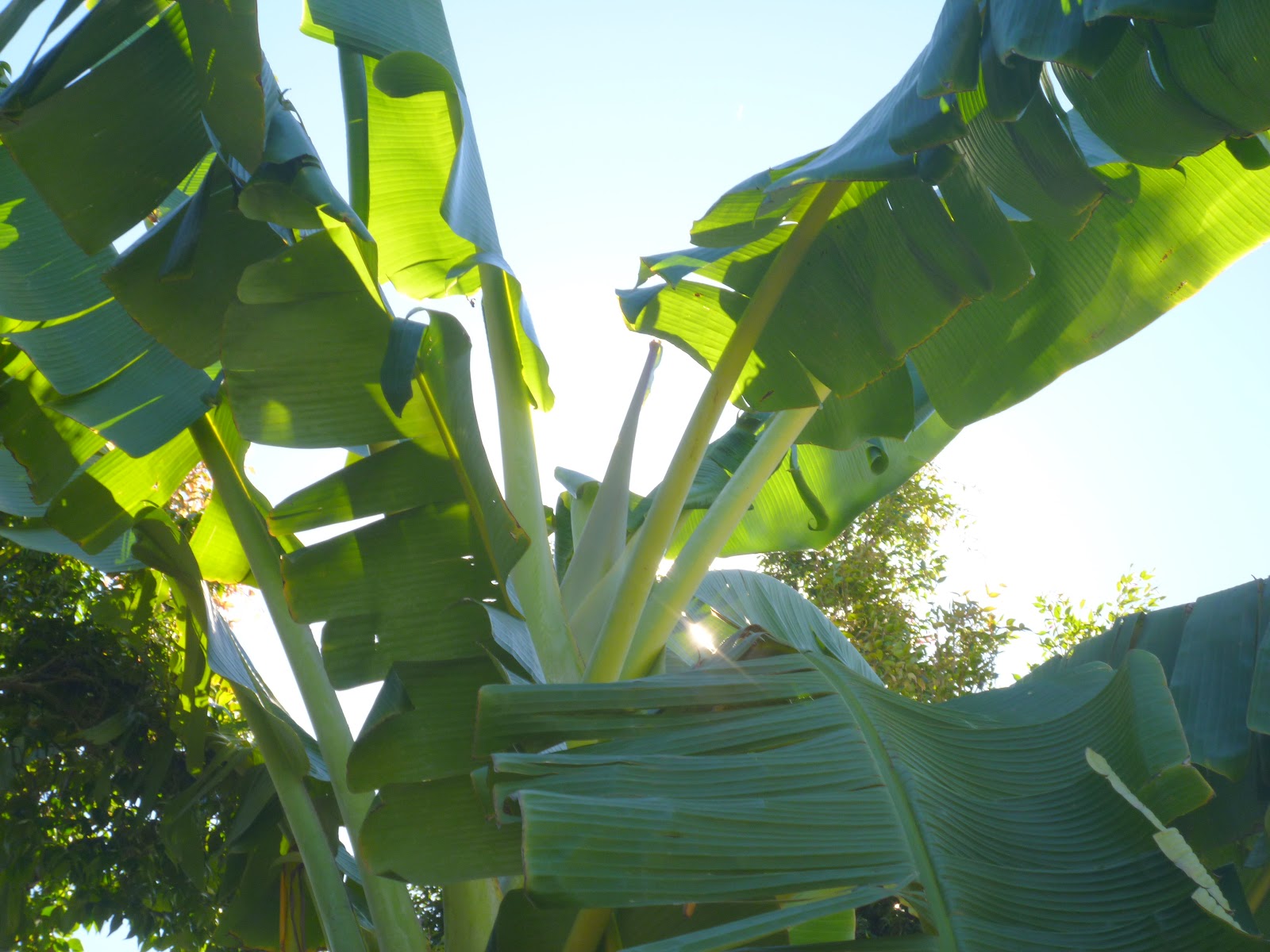 Gardening in Brisbane Suburbia Growing Banana in Brisbane 8km