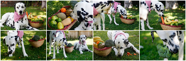 Dalmatian dogs raiding basket of dog-friendly fruits, vegetables and herbs