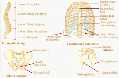 Sistem Gerak pada Manusia