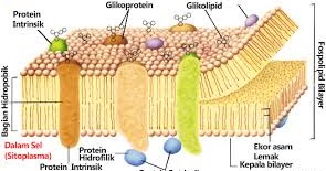 Struktur dan Fungsi Membran Sel