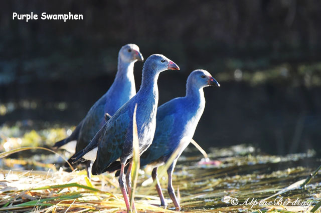 Qinghai Birding Tour