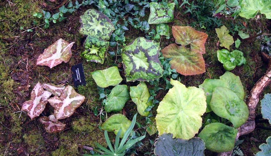 The Outlaw Gardener Far Reaches Farm Part One Podophyllum Paradise
