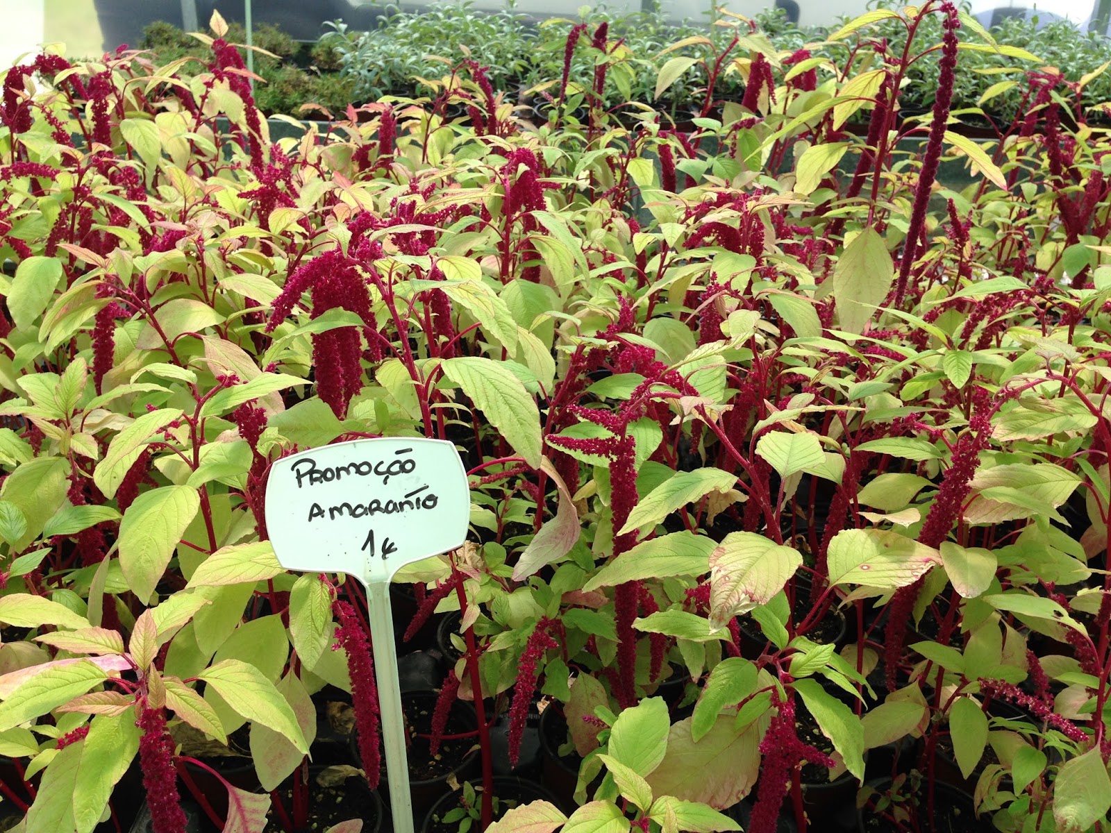 http://www.cantinhodasaromaticas.pt/loja/plantas-em-vaso-bio/amaranto-amaranthus-caudatus/