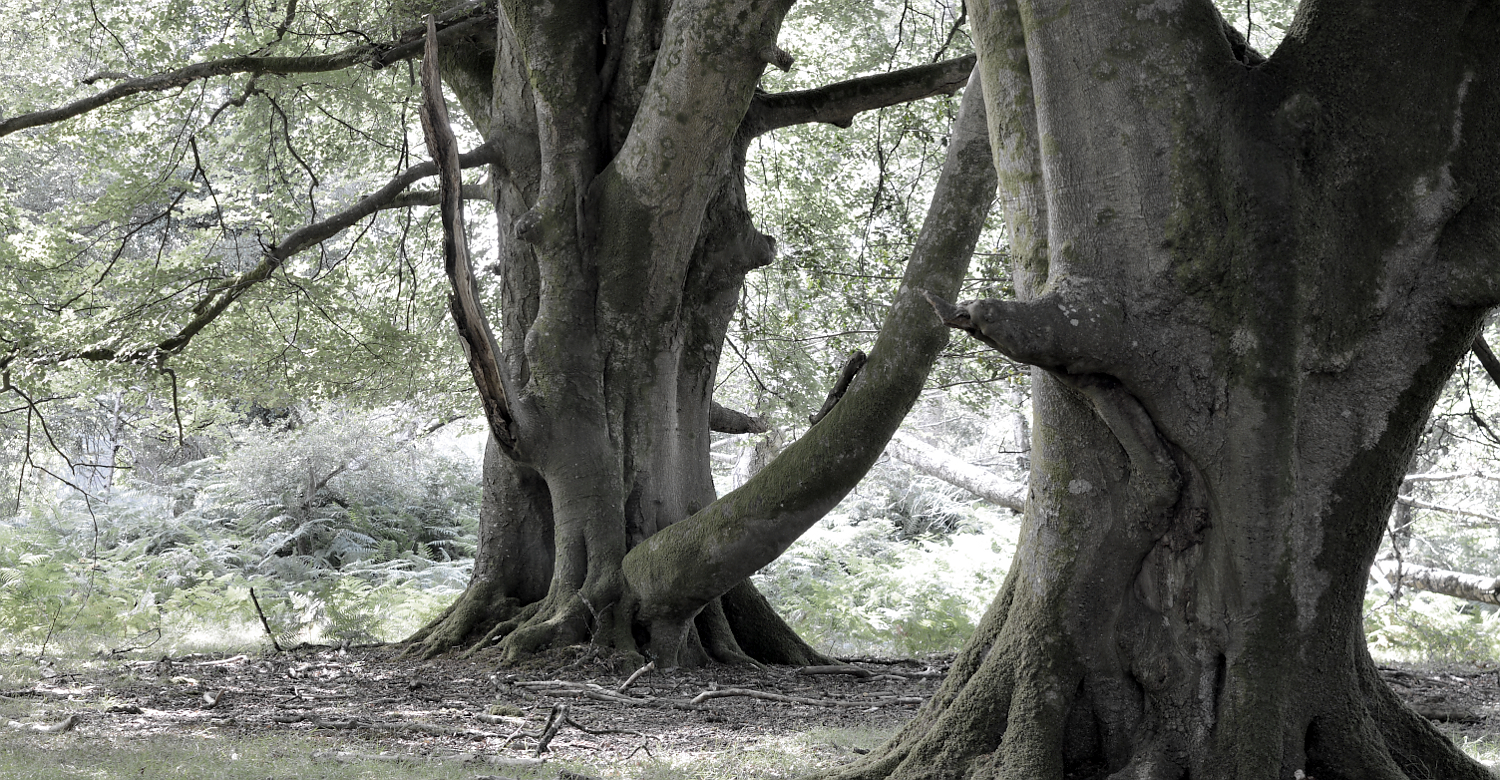 IF YOU GO DOWN TO THE WOODS TODAY.... Flidais