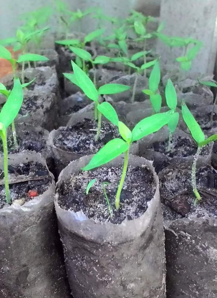 4 Cara Merawat Tanaman Cabe Umur 1 Bulan yang Baik dan Benar - Guru Ilmuan