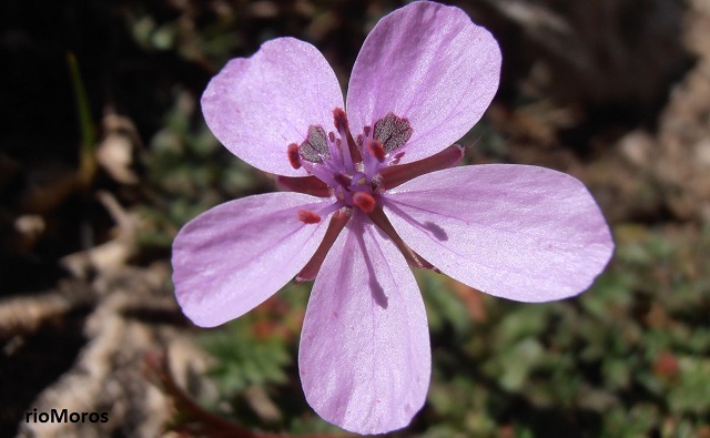 Flor de los relojitos Erodium primulaceum