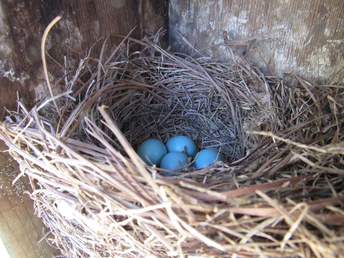 My Father's World: Bluebird Eggs
