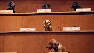 dachshunds, United Nations, Dachshund UN, dogs, diplomacy, wiener dogs