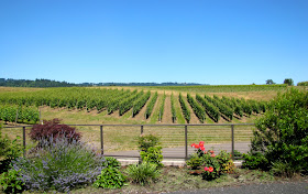 adelsheim vineyard pinot winery