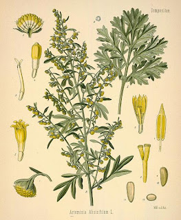 Losna, Artemísia absinthium