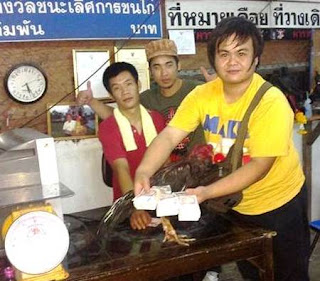 ayam jawara di thailand