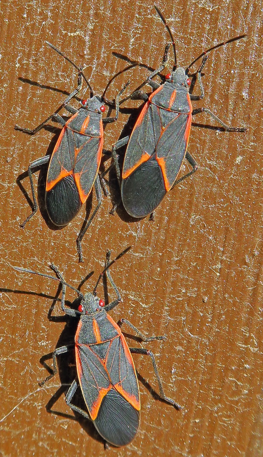 Arizona Beetles, Bugs, Birds and more Kissing Bug or not?