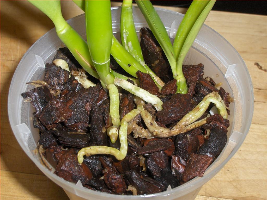 Orchids How To How to repot a Cattleya orchid in bark and sphagnummoss