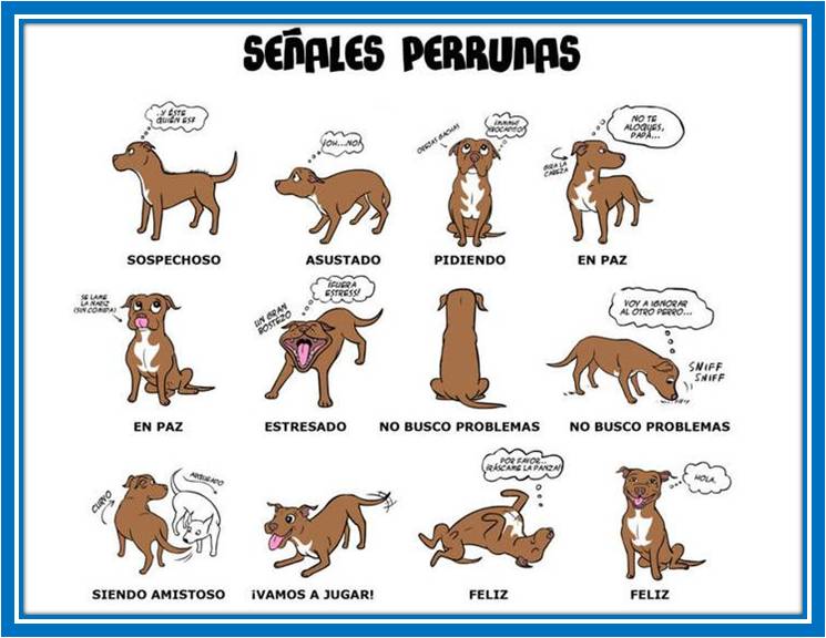 Cosas de peludos
