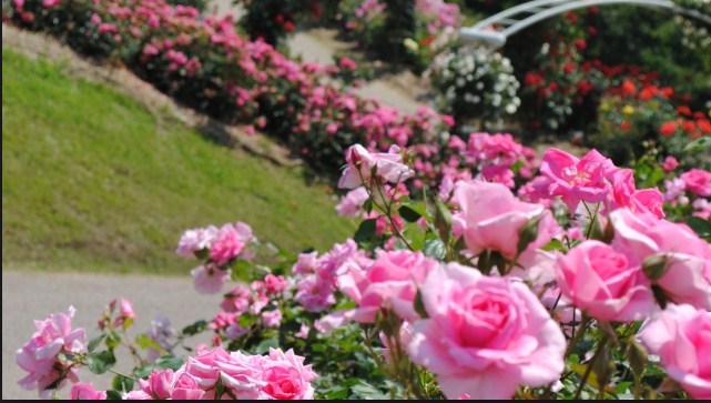 20 Gambar Desain Taman Bunga  Mawar  Terbaru Cantik Dan popular