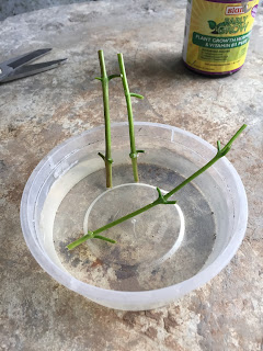 bonsai rooting hormone 