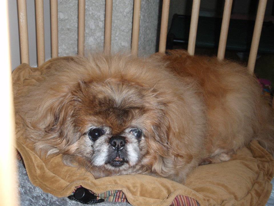 Must Love Pekes FAREWELL KING HENRY TEDDY BEAR