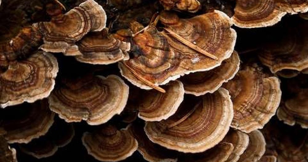 Fungi clean contaminated soils A new system for cleaning soils