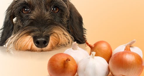 can dogs eat cooked onions