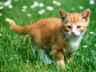  cute kitty photo 