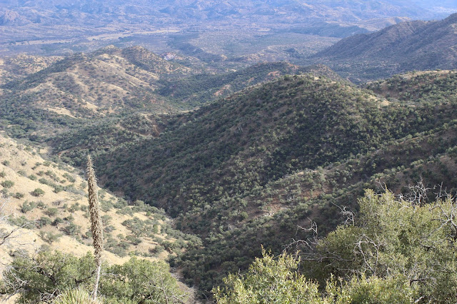 Guided%2BCoues%2BDeer%2BHunts%2Bin%2BSonora%2BMexico%2Bwith%2BJay%2BScott%2Band%2BDarr%2BColburn%2BDIY%2Band%2BFully%2BOutfitted%2B31.JPG