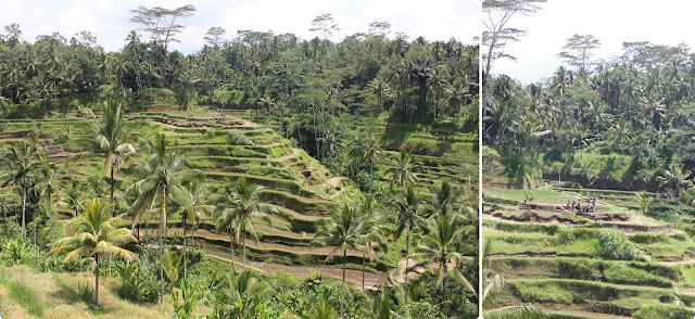 Día 14-Nov.Ubud (Tegallalan-plantación café-Tirta Empul-Goa Gajah-Monkey Forest) - Indonesia en 23 días, Nov-Dic 2012 (1)