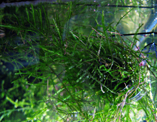 Tanaman Akuarium Java moss