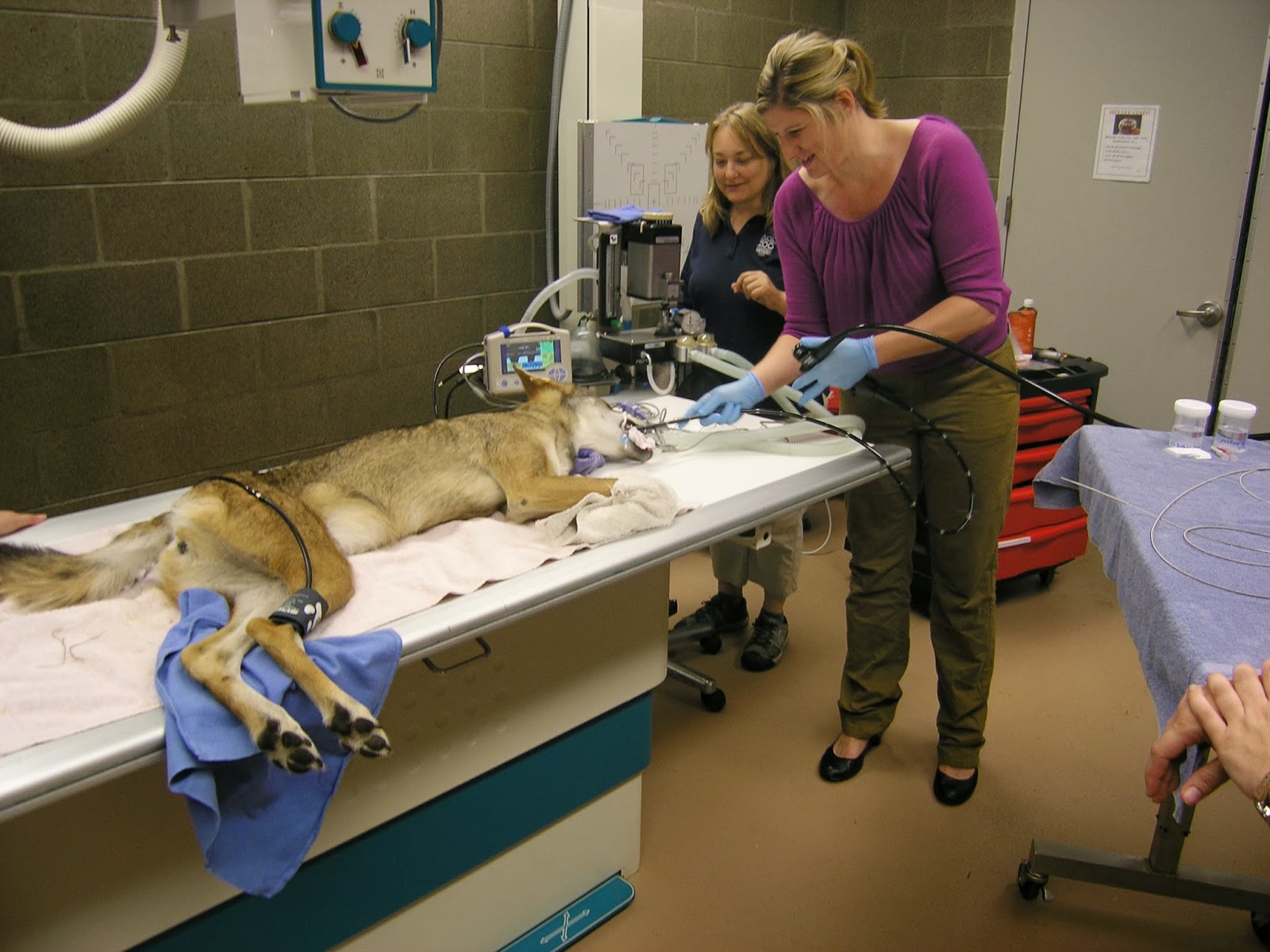 RETURN OF THE RED WOLF Veterinarian specialists in the Red Wolf