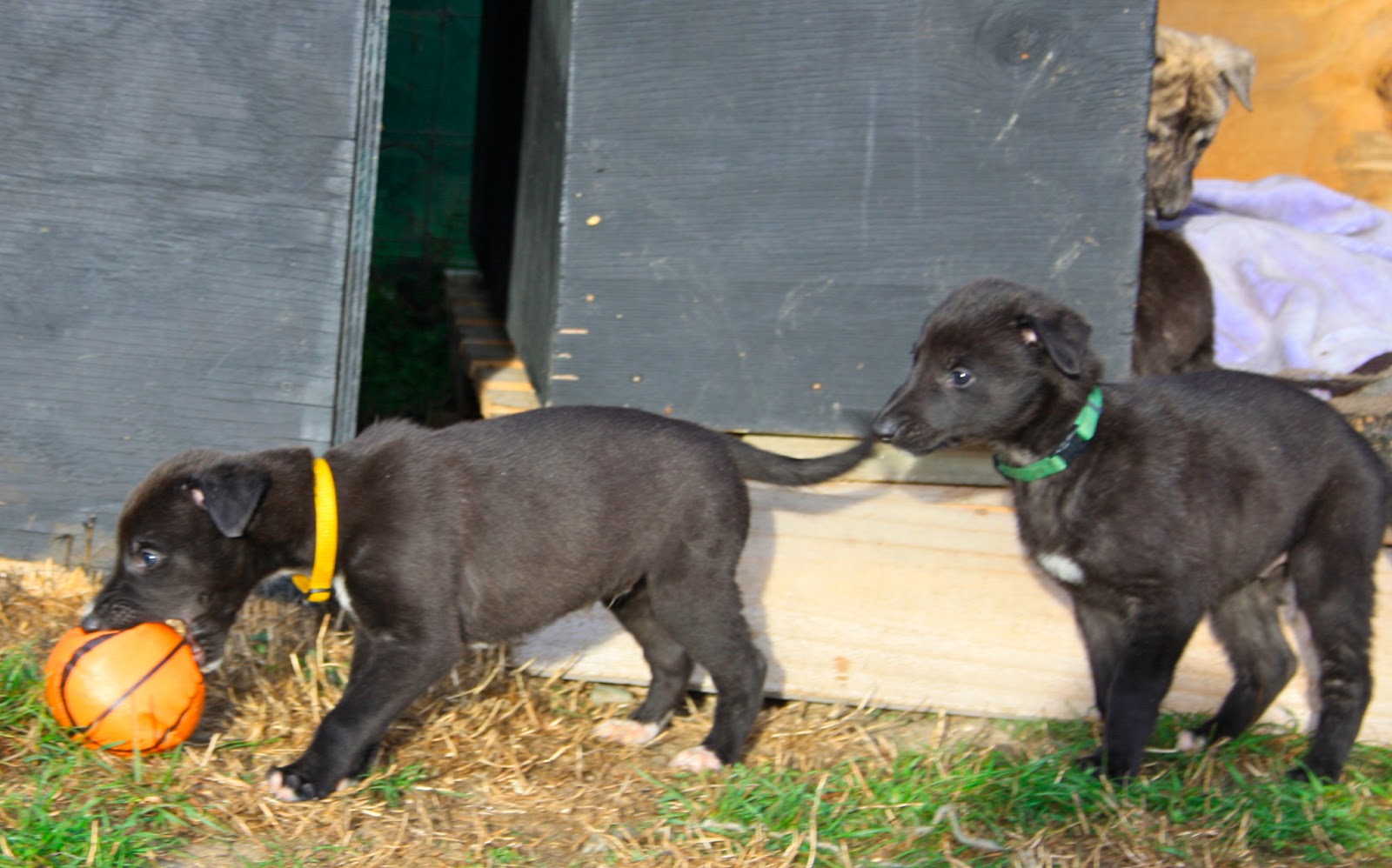 Feral Greyhound Kennels Six weeks old Elite State X Collison Risk
