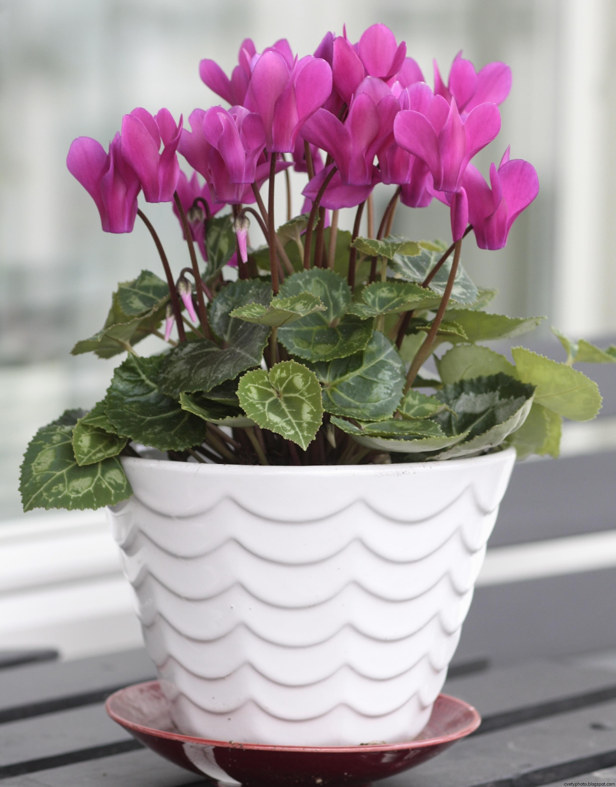 Красивые Домашние Цветы С Названиями И Фото