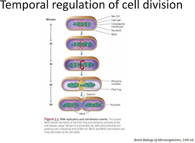 During cell division, how do bacteria know where the middle of the cell is?