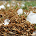 Hail in the Bible and Bible Prophecy