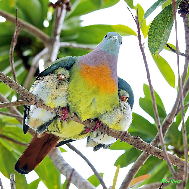  cute-bird-parents__7