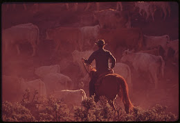 Photograph of a cattle drive in Southwestern Colorado.