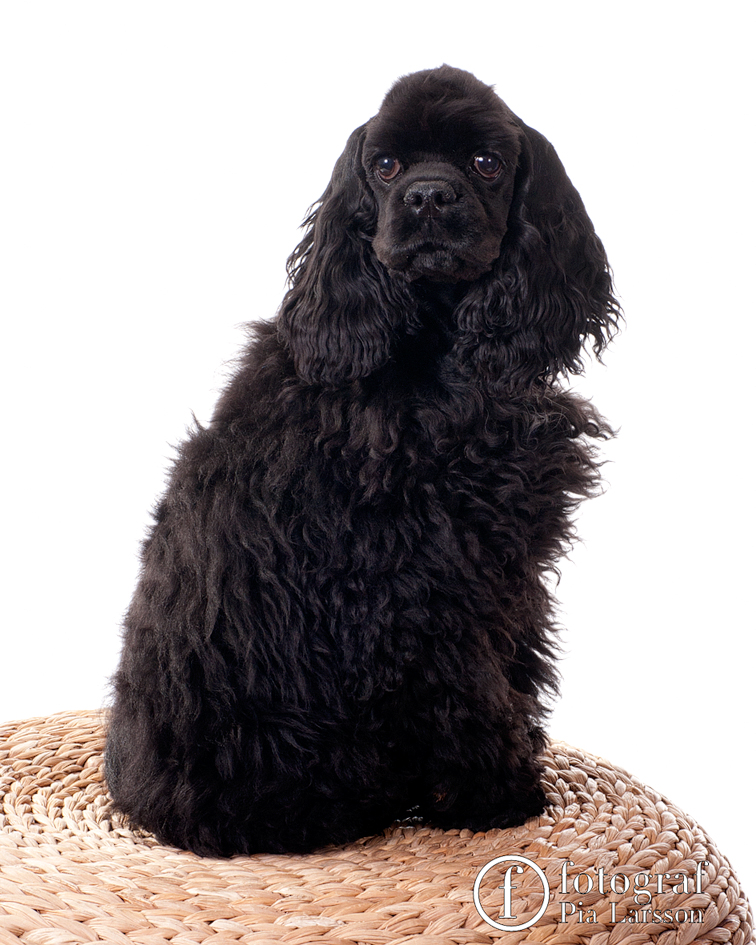 FOTOGRAF PIA LARSSON Hund/Katt fotografering