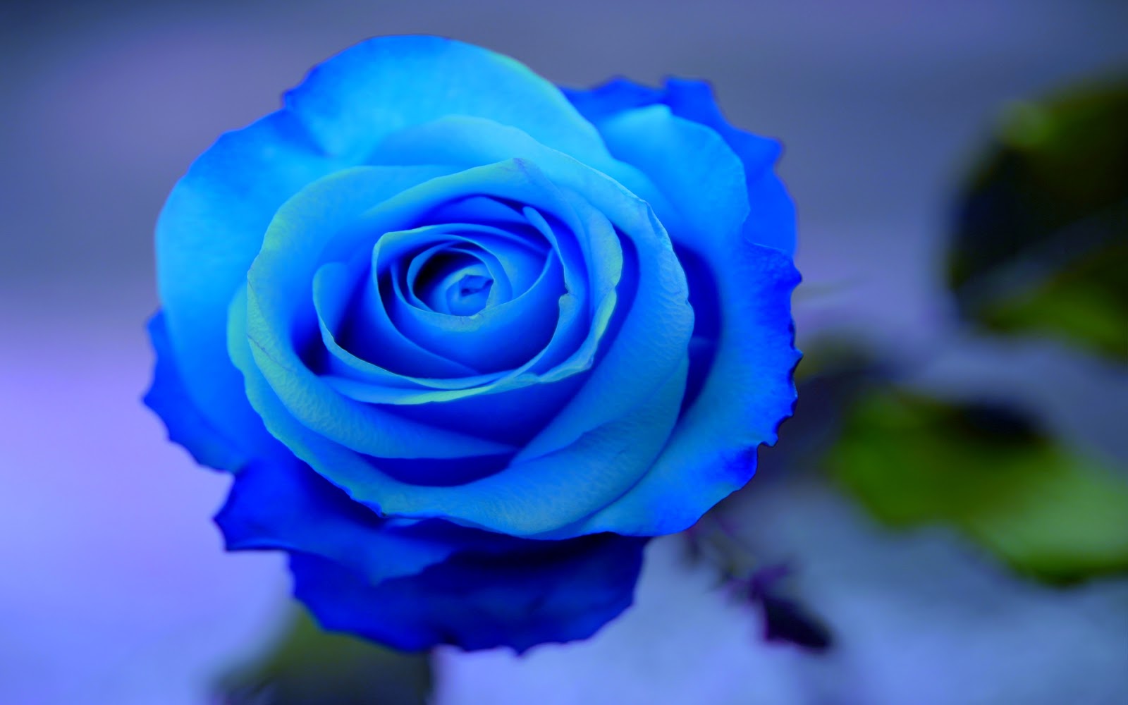 Blue Rose Flowers - Flower HD Wallpapers, Images, PIctures, Tattoos and
