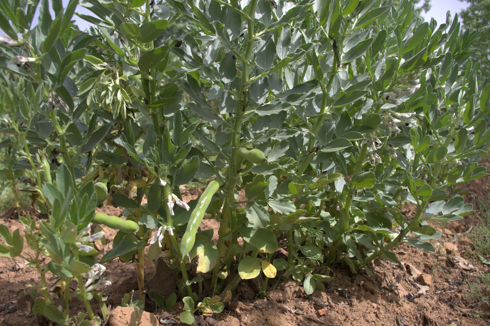 Comarca de la Vera - Jardín, huerta y cocina: LEGUMINOSAS