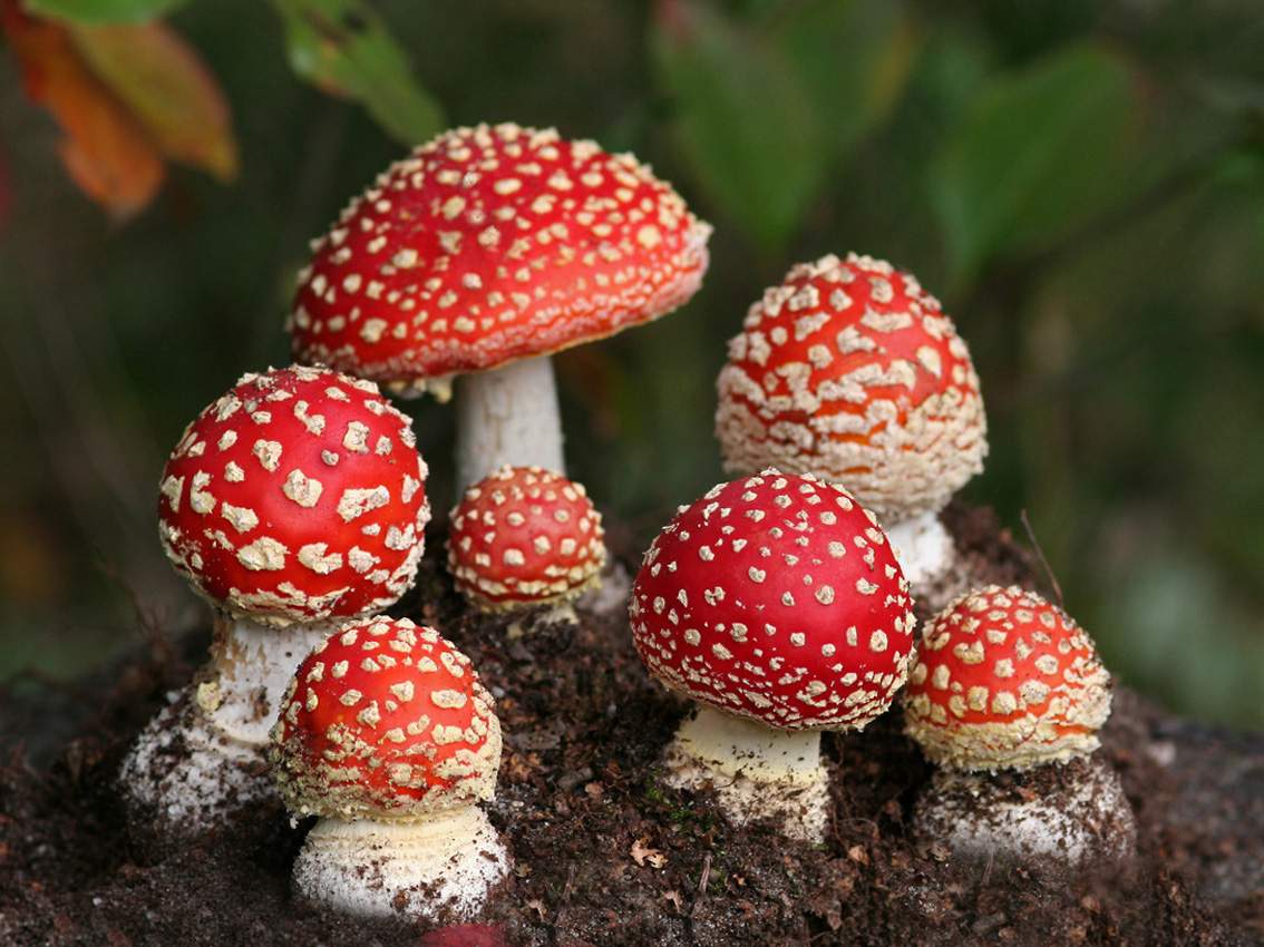 http://2.bp.blogspot.com/-x1Rkkv-mj4g/UG7mx7as0NI/AAAAAAAAApU/3Ajz83Nu9vg/s1600/1.white-dots-red-mushrooms-wallpaper-image-hd-picture.jpg
