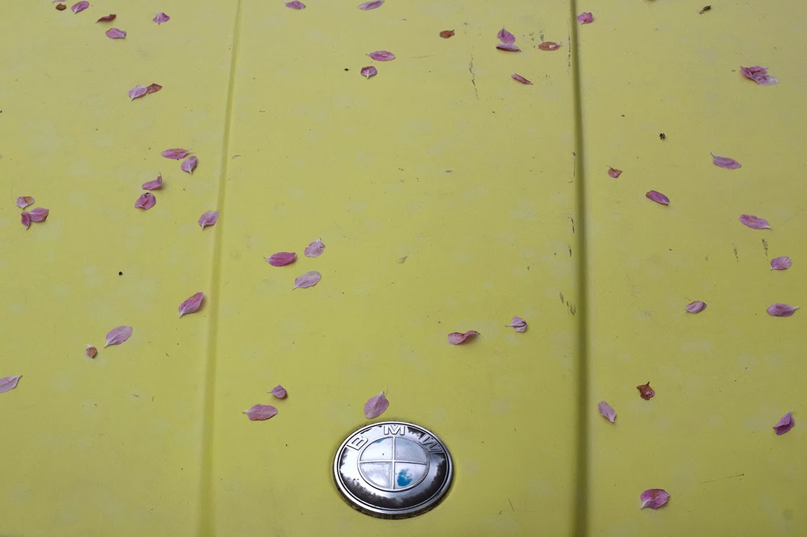 pink petals on a vintage yellow BMW
