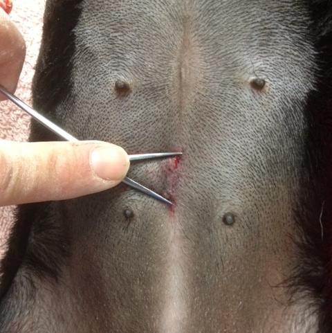 Anatomy 101 The Esophagus Stomach In 2020 Dog Anatomy Dog Science Dog Health