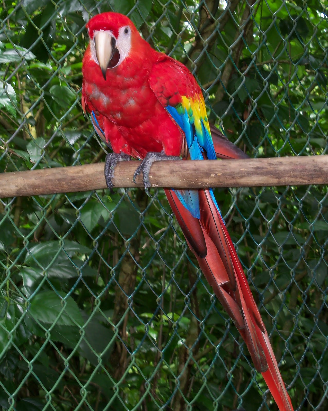 Jungle and Rainforest Art of Costa Rica "Scarlet Macaw a Colorful Bird