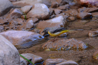 Motacilla cinerea - B. des ruisseaux Motacilla cinerea - B. des ruisseaux