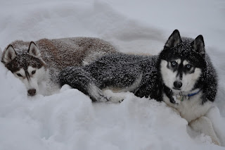 Siberian Husky Snow Dogs HD Wallpapers 