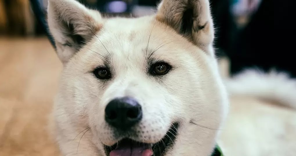 8 Best Loyal Dog Breeds The Buzz Land