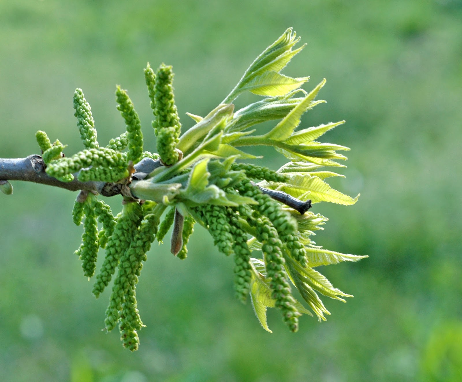 Northern Pecans Cold overnight temperatures slow pecan tree development