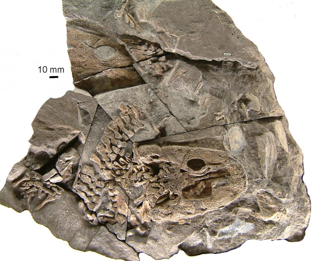 Life history of the 360-My-old tetrapod Acanthostega rewrites the tetrapod move to land Life history of the 360-My-old tetrapod Acanthostega rewrites the tetrapod move to land