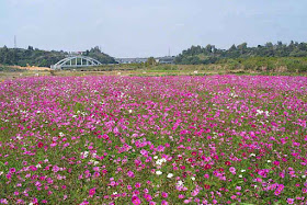 Field of cosmos in Kin Town, Okinawa