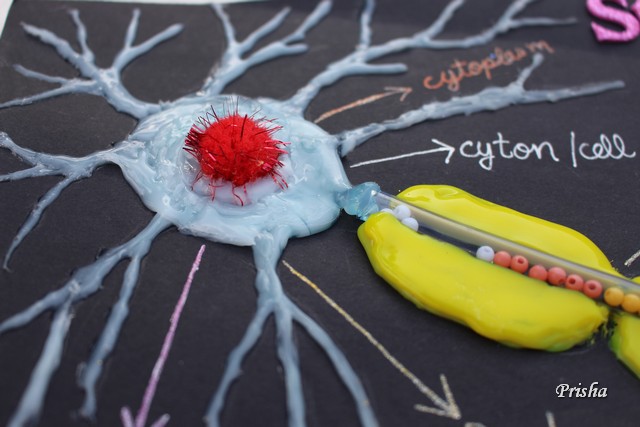 Cards and Crafts : How to make a Neuron Model
