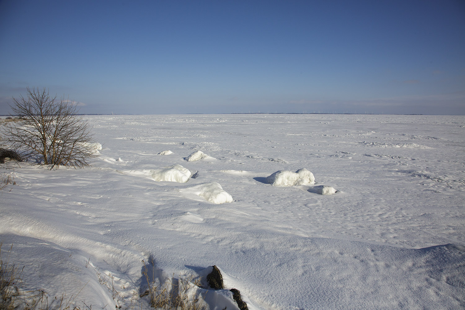pewit Amherst Island