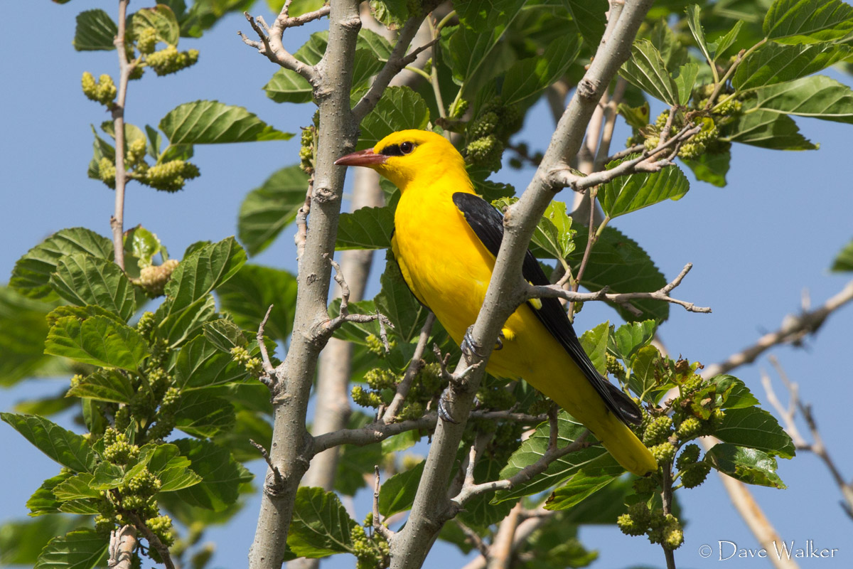 Птицы кипра Птицы кипра